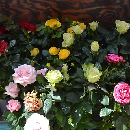 Terra Murata Boutique Отель типа 