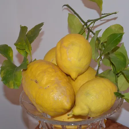 Terra Murata Boutique 4*