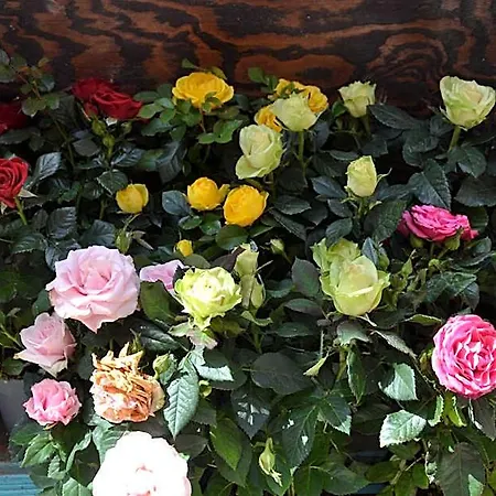 Nocleg ze śniadaniem Terra Murata Boutique
